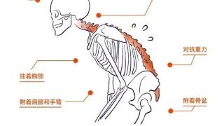 想要缓解腰酸背疼，除了拉伸，你还需要力量训练，学习下