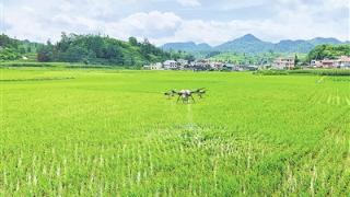 福泉：无人机“飞防”作业 助力农业增产农民增收