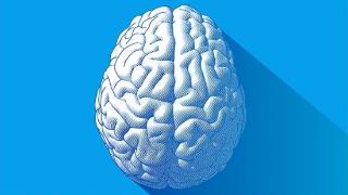 为什么人类拥有巨大的大脑？研究首次提出：最初不是为了寻找食物