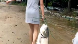 暴雨后女子捡回40斤重大鱼 专家：洪水泡过不建议食用