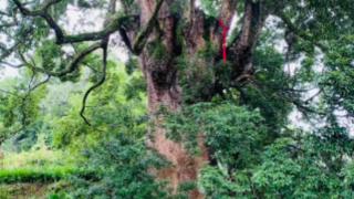 酉阳县两罾乡：八株千年楠木古树载文脉 历史悠悠植青葱