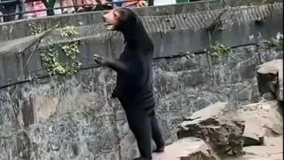 杭州动物园黑熊疑似人扮演？回应：肯定不是人扮的