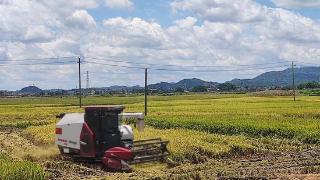 横州市陶圩镇4万多亩早稻迎来收割期