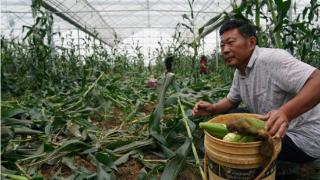 江西九江：水果玉米滞销