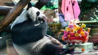 是个姑娘！旅俄大熊猫新生幼崽的性别确定