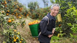 茅台镇太平村：沃柑飘香迎新春