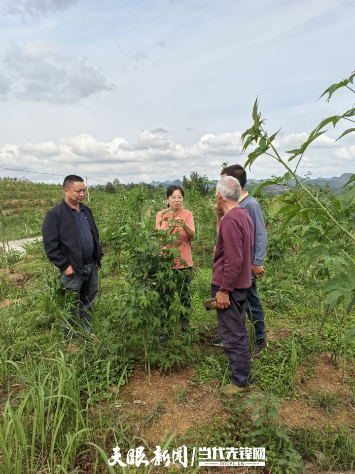 为药材种植“开药方”！贵州省级科技特派员送技入村
