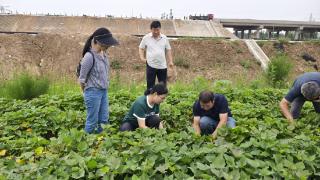 河北省农林科学院专家团队到邱县指导甘薯生产