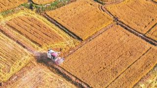 平遥县岳壁乡梁村种植的220余亩水稻喜获丰收