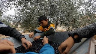 借助停火空隙 加沙地带农民抢收仅存的橄榄