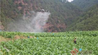 云南南华：无人机飞进田间 科技强农促振兴
