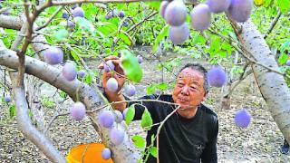 西梅丰收果飘香