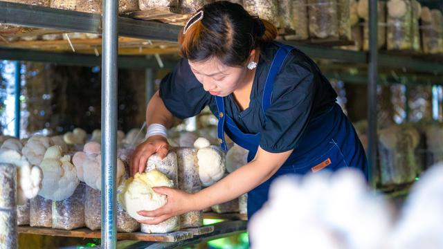 黑龙江海林：猴头菇长成富民大产业