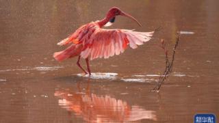 美洲红鹮在南宁湿地觅食