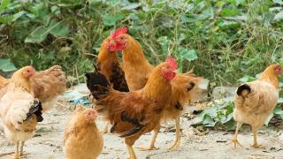 鸡啄癖的防治方法 鸡群互啄怎么办