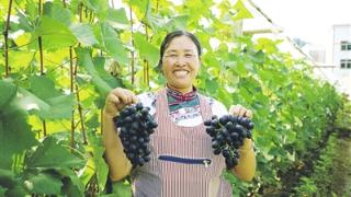 长顺摆所：3000亩紫王葡萄陆续成熟上市