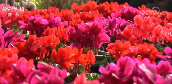 山西朔州花卉市场迎来销售旺季花卉市场浓浓的年味
