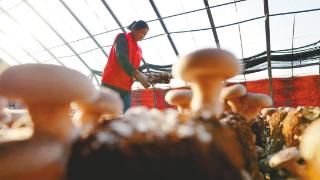 蘑菇种植冬闲增收