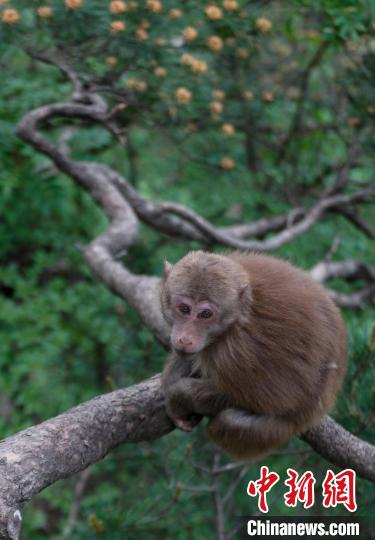 安徽黄山短尾猴萌趣迎游客