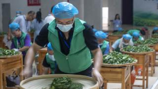 2023年广西六堡茶职工职业技能大赛在广西梧州举办