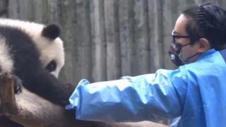 网红熊猫饲养员婚内约女粉“偷腥”致怀孕，女孩崩溃：原来不止我1个…