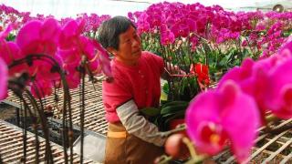 青岛即墨：蝴蝶兰花开 俏销春节市场