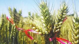 完善小麦良繁体系 夯实粮食安全根基
