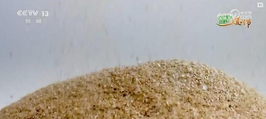 小麦600变！“种”出麦业全产业链