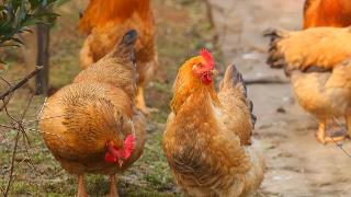 鸡球虫病的症状表现有哪些？鸡球虫病怎么治疗？养鸡人必看