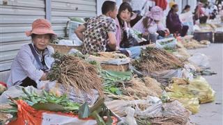 昌宁卡斯：端午时节草药香（我们的节日·端午）