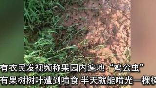 湖南局部出现大量“鸡公虫”，农民：啃树叶很快，皮肤接触起水泡
