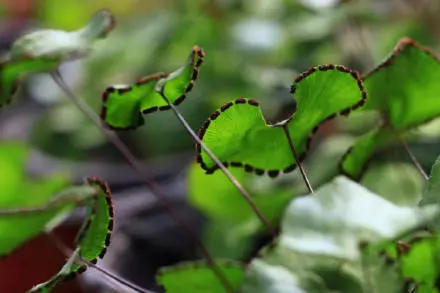 首获成功！植物大熊猫荷叶铁线蕨实现野外回归