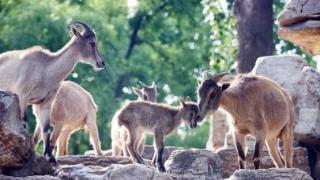 济南动物园喜马拉雅塔尔羊连添新丁