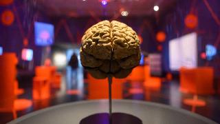 研究证实大脑记忆存储能力被严重低估