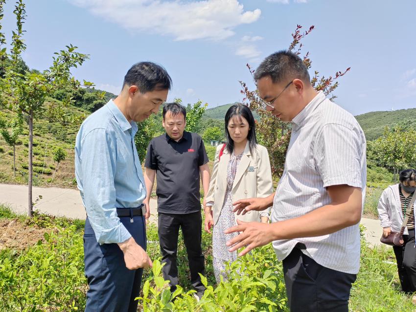 河南农业大学：校企携手打造科技小院示范基地 助力茶产业发展