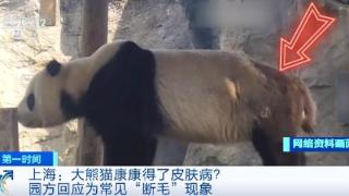 大熊猫康康“脱毛”了？什么情况？园方回应