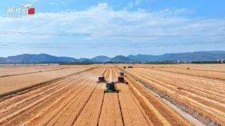 连云港云台农场1.69万亩麦田迎来丰收的季节
