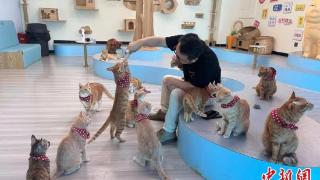 武汉一公益性猫咖：40只流浪猫“再就业”
