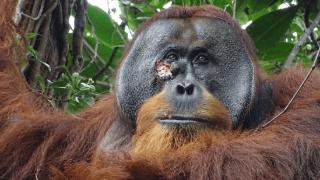 红毛猩猩自制草药敷伤口，一个月后自愈！网友：动物也懂中医？