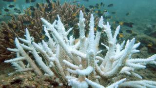 全球第四次珊瑚白化事件开始，8.5亿人将到受影响