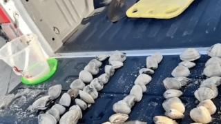 熊孩子海滩捡走72个蛤蜊，家长被罚64.5万！美国蛤蜊这么金贵？