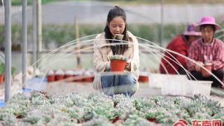 三明宁化：多肉种植基地备战双“十一”