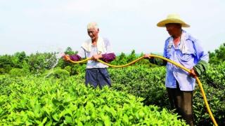 夏季茶园补水管护