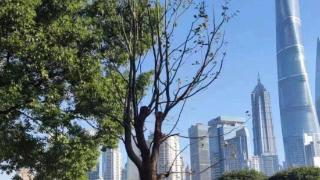 上海外滩一餐厅因视野遮挡砍伐7株香樟被罚47万，已补种完毕