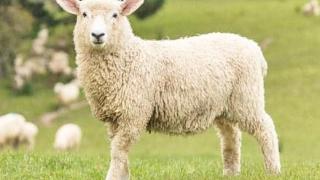 春季谨防羊患低镁血症