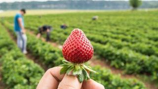 通过遗传解锁优质草莓 更多汁、更有光泽