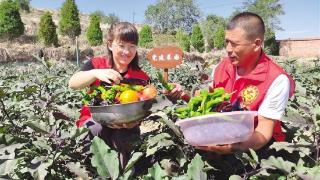 西固区漫坡头村:爱心菜园喜迎丰收 蔬菜赠送孤寡老人