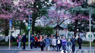 当“春花”开满贵阳街巷……