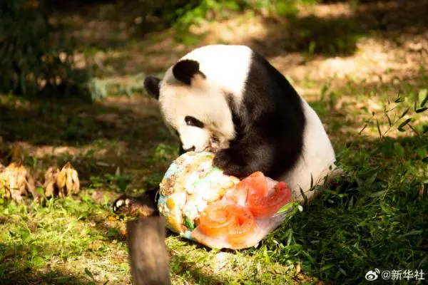 美媒称旅居华盛顿动物园大熊猫年底将返回中国，白宫发言人回应