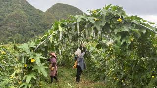 向新黔行︱打造大湾区“菜篮子”生产基地，助力乡村振兴“新引擎”